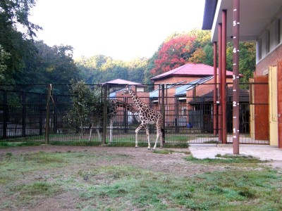 Hodowlany wrzesień we wrocławskim ZOO [ZDJĘCIA] - 3