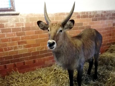Hodowlany wrzesień we wrocławskim ZOO [ZDJĘCIA] - 5