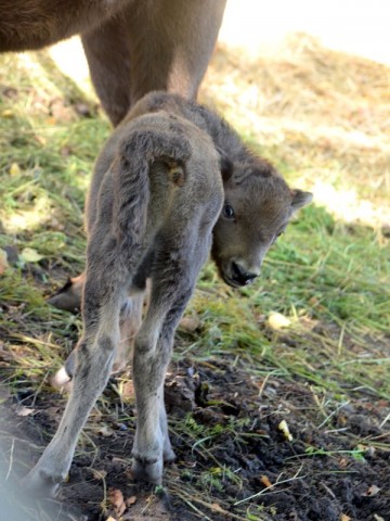 Hodowlany wrzesień we wrocławskim ZOO [ZDJĘCIA] - 6