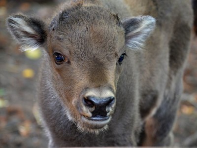 Hodowlany wrzesień we wrocławskim ZOO [ZDJĘCIA] - 7