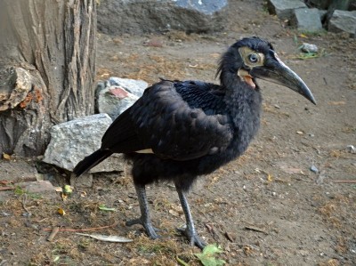Hodowlany wrzesień we wrocławskim ZOO [ZDJĘCIA] - 8