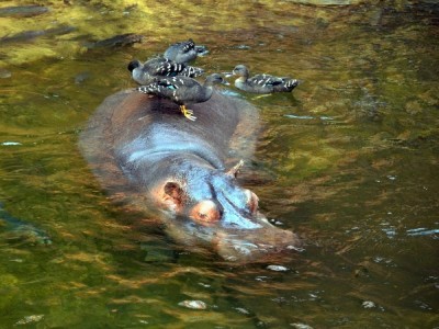 Hodowlany wrzesień we wrocławskim ZOO [ZDJĘCIA]