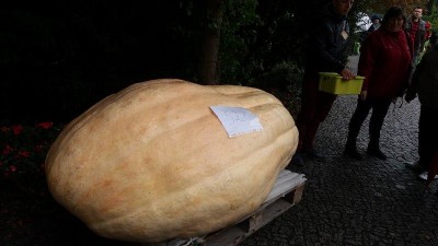 Ale dynie! Nietypowy festiwal we Wrocławiu (ZDJĘCIA) - 9