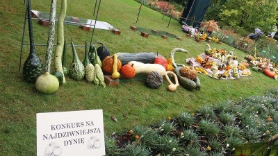 Ale dynie! Nietypowy festiwal we Wrocławiu (ZDJĘCIA) - 12