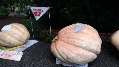 Ale dynie! Nietypowy festiwal we Wrocławiu (ZDJĘCIA) - 13