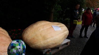 Ale dynie! Nietypowy festiwal we Wrocławiu (ZDJĘCIA) - 14