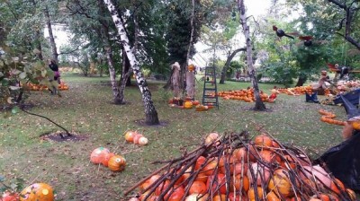 Ale dynie! Nietypowy festiwal we Wrocławiu (ZDJĘCIA)