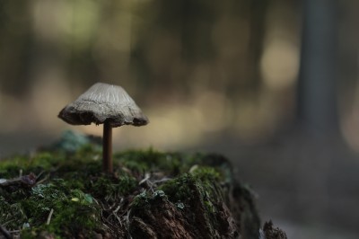 TOP5 miejsc malowanych kolorami jesieni - wygrywa Wąwóz Myśliborski - 6