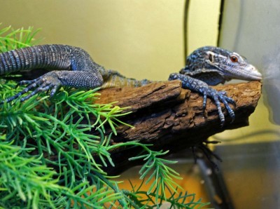 Zoo Wrocław: Afrykanie w Afrykarium, alpaki na planie serialu (ZDJĘCIA) - 4