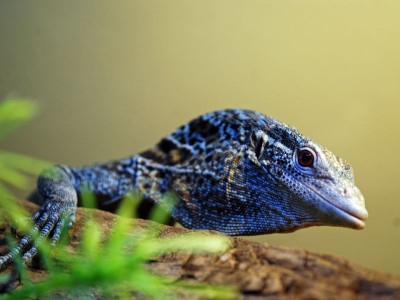Zoo Wrocław: Afrykanie w Afrykarium, alpaki na planie serialu (ZDJĘCIA) - 5