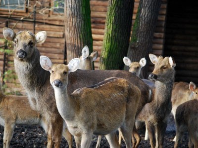 Zoo Wrocław: Afrykanie w Afrykarium, alpaki na planie serialu (ZDJĘCIA) - 8