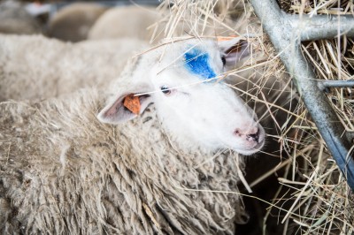 Uniwersytet Przyrodniczy ratuje owce zagrożone wyginięciem - 11