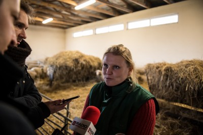 Uniwersytet Przyrodniczy ratuje owce zagrożone wyginięciem - 3