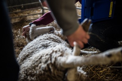 Uniwersytet Przyrodniczy ratuje owce zagrożone wyginięciem - 5