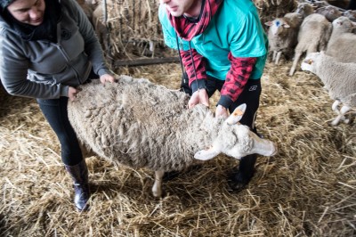 Uniwersytet Przyrodniczy ratuje owce zagrożone wyginięciem - 8