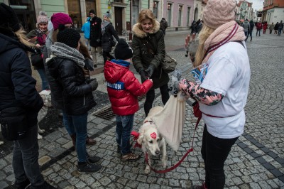 WOŚP: We Wrocławiu zebrano prawie 300 tysięcy złotych! A to nie koniec! - 25