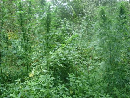 Hodowali marihuanę w środku lasu - (Fot. Komenda Wojewódzka Policji we Wrocławiu)