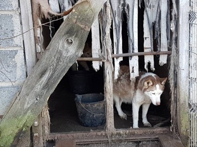 Policja w hodowli psów pod Oleśnicą. Zwierzęta żyły w skandalicznych warunkach (ZDJĘCIA)