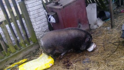 Policja w hodowli psów pod Oleśnicą. Zwierzęta żyły w skandalicznych warunkach (ZDJĘCIA) - 1
