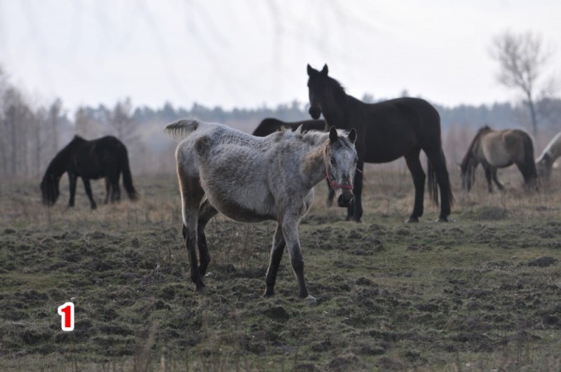 Siedem koni odebranych właścicielowi - Foto: Fundacja Centaurus