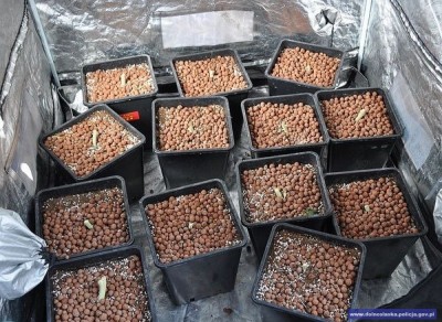 Wrocław: Blisko 1500 porcji marihuany i nielegalna plantacja [ZOBACZ]