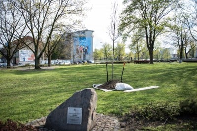 Zasadzili nowe drzewo na placu Grunwaldzkim - 0