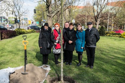 Zasadzili nowe drzewo na placu Grunwaldzkim - 1