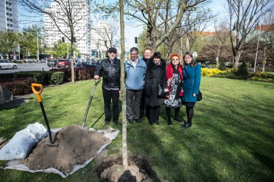 Zasadzili nowe drzewo na placu Grunwaldzkim - 2
