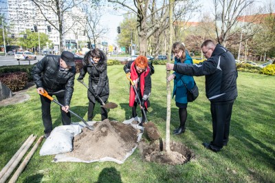 Zasadzili nowe drzewo na placu Grunwaldzkim - 3