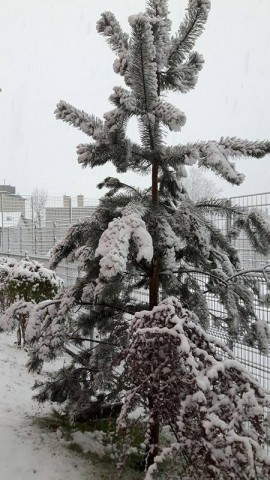 Powrót zimy na Dolnym Śląsku [FOTO] - 4