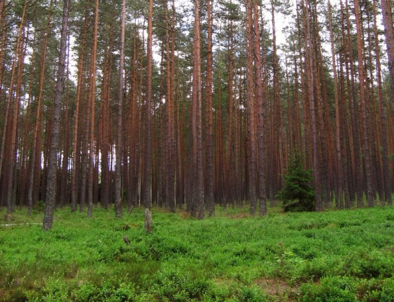 Rozkładał wnyki w lesie. Złapali kłusownika - CC BY-SA 3.0/wikipedia/fot. Agnieszka Kwiecień