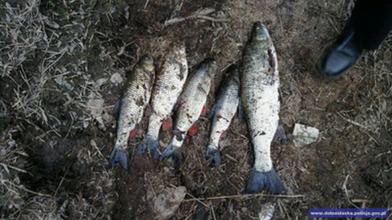 Jelenia Góra: Odpowiedzą za nielegalny połów ryb - Fot:KMP w Jeleniej Górze
