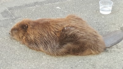 Dzikie zwierzęta na ulicach Wałbrzycha [FOTO] - 2