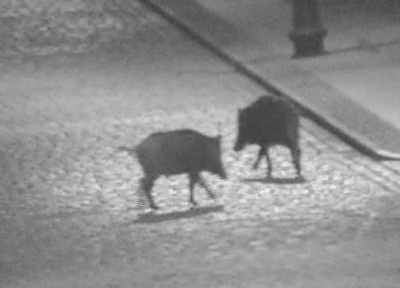 Dzikie zwierzęta na ulicach Wałbrzycha [FOTO] - 5