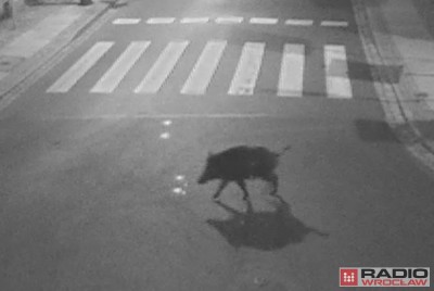 Dzikie zwierzęta na ulicach Wałbrzycha [FOTO]