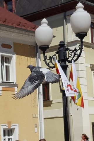 O ptaszku w potrzasku. Czyli o tym jak w Jeleniej Górze ratowano gołębia [ZDJĘCIA] - 2