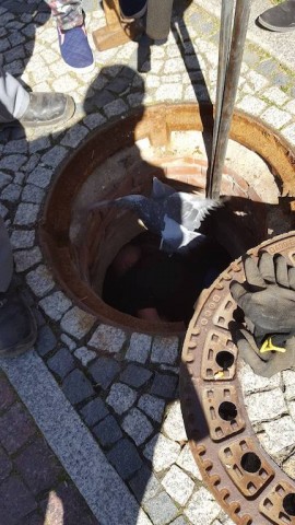 O ptaszku w potrzasku. Czyli o tym jak w Jeleniej Górze ratowano gołębia [ZDJĘCIA] - 3