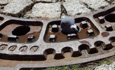 O ptaszku w potrzasku. Czyli o tym jak w Jeleniej G&oacute;rze ratowano gołębia [ZDJĘCIA]