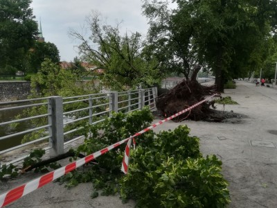 Gwałtowe burze i wichury we Wrocławiu. Na bulwarze Duniowskiego wiatr wyrwał drzewa  [ZDJĘCIA]