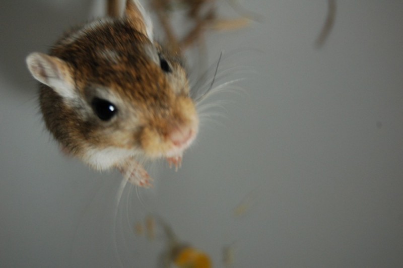 Uczeń podstawówki z Obornik Śląskich zabił myszoskoczki, którymi zajmowała się klasa - zdjęcie ilustracyjne: ZAKempson/flickr.com (Creative Commons)