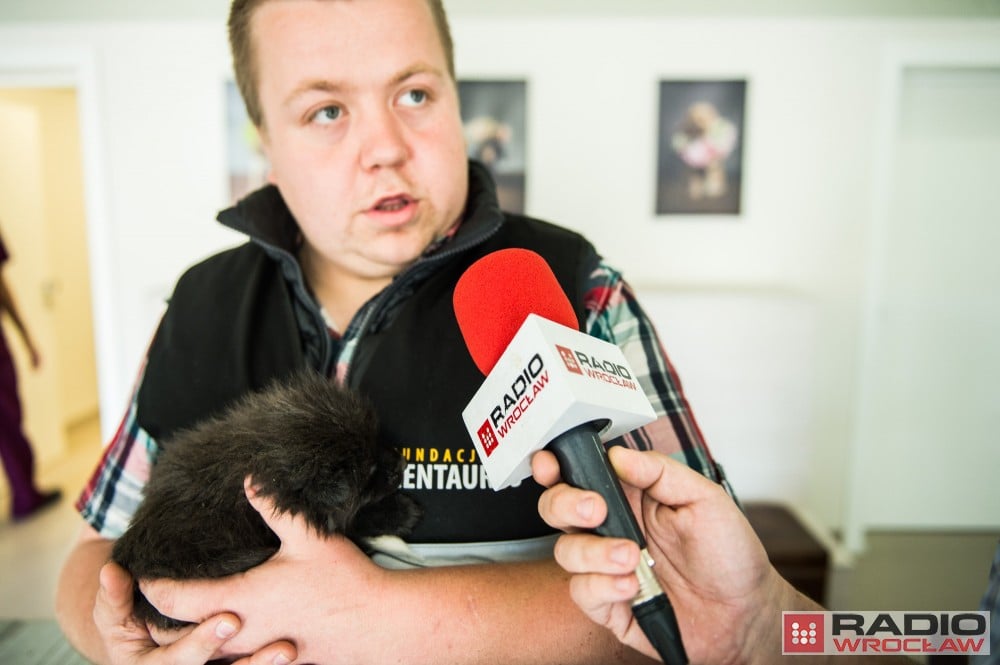 Uratowali sześć małych lis&oacute;w polarnych przed śmiercią [FOTO]
