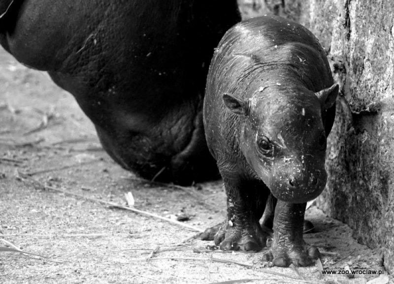 Wrocław: Nie żyje Eusebio - hipopotam karłowaty, który niedawno urodził się w zoo  - fot. wrocławskie zoo