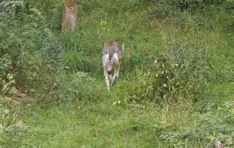 Gmina Siechnice ostrzega przed...wilkami! Czy ktoś je widział? - fot. jonsson/Wikipedia/ Creative Commons Attribution 2.0 Generic