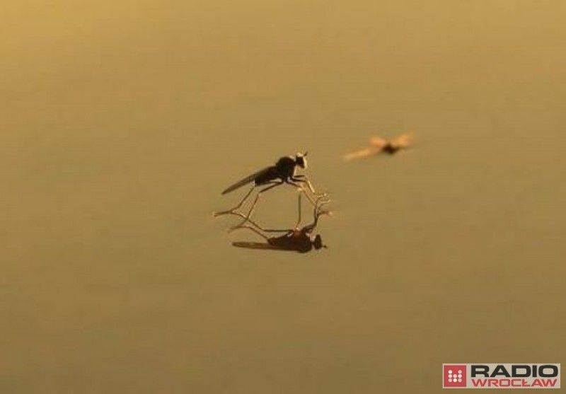 Komary dopiero się wyklują - fot. Magda Orzeł