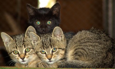 Wrocławianie lawinowo oddają koty do adopcji