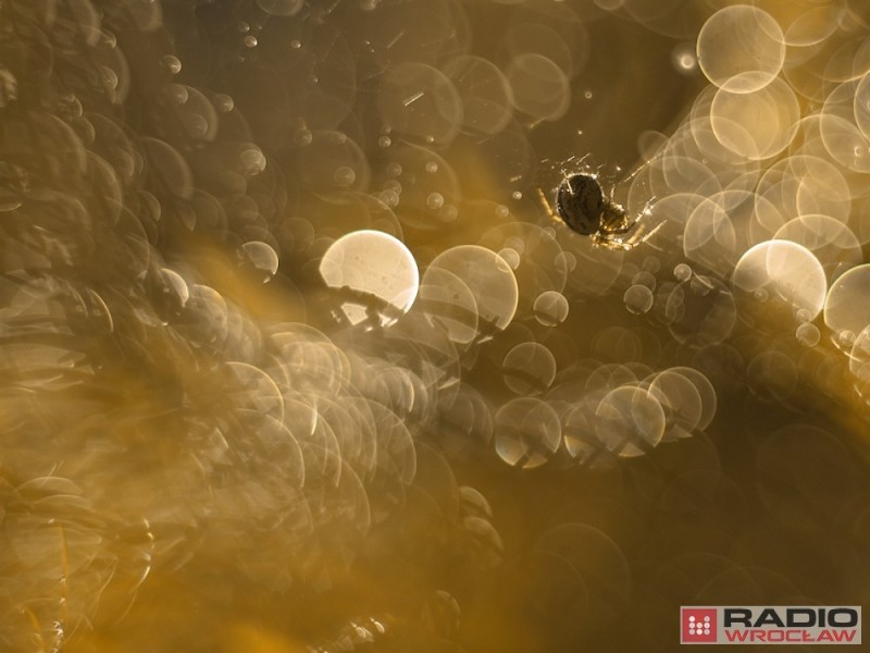 Prognoza pogody: Dziś do 23°C i silny wiatr - 