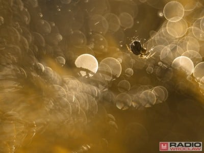 Prognoza pogody: Dziś do 23&deg;C i silny wiatr