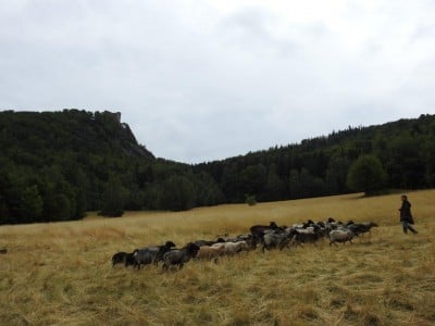 Na łąkach w Karkonoszach znów pojawiły się owce - 8