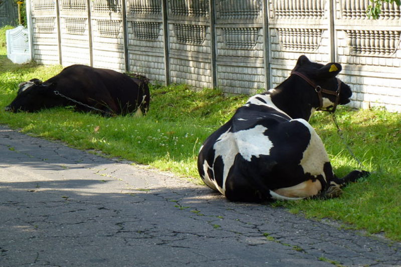 Doroczny przemarsz krów kolejnym sposobem na walkę z korkami? - fot. Damianwiszowaty12/ Creative Commons Attribution-Share Alike 3.0 Unported