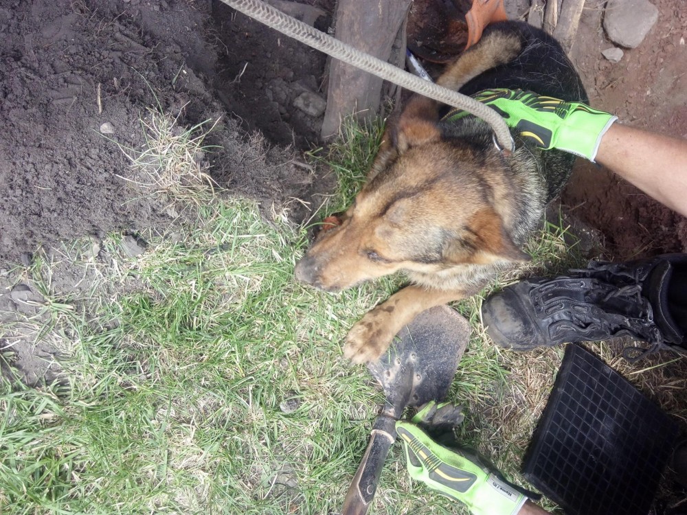 Pies uwięziony pod ziemią. Suczkę uratowali strażacy [ZDJĘCIA, WIDEO]